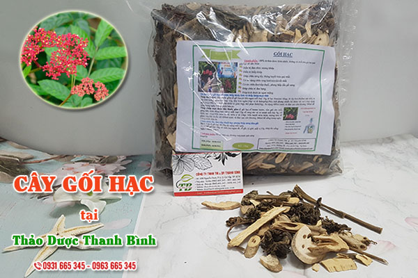 Cây gối hạc Thảo Dược Thanh Bình