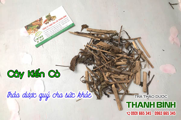 cây kiến cò thảo dược thanh bình