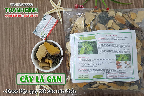 Cây lá gan Thảo Dược Thanh Bình