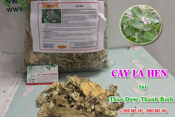 Cây lá hen Thảo Dược Thanh Bình