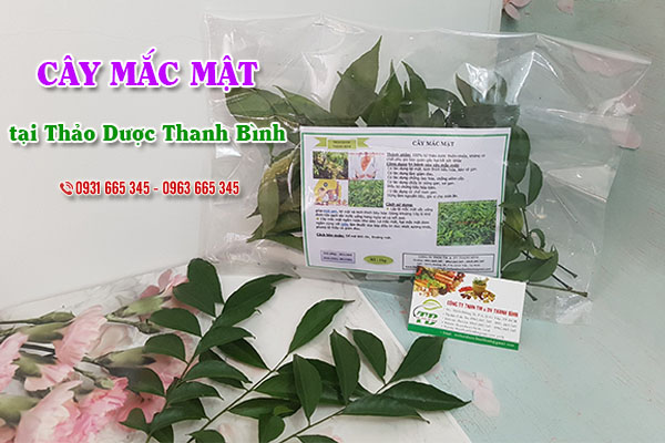 Cây mắc mật Thảo Dược Thanh Bình