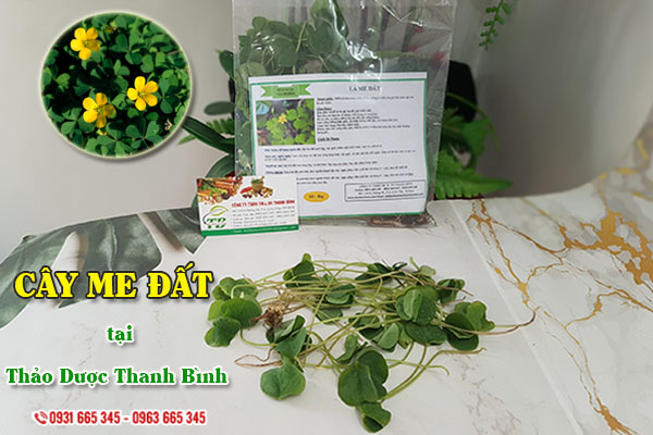 Cây me đất Thảo Dược Thanh Bình