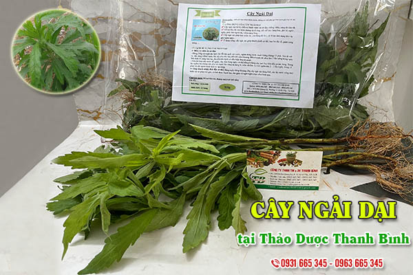 Cây ngải dại Thảo Dược Thanh Bình