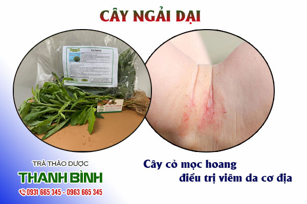 Cây ngải dại Thảo Dược Thanh Bình