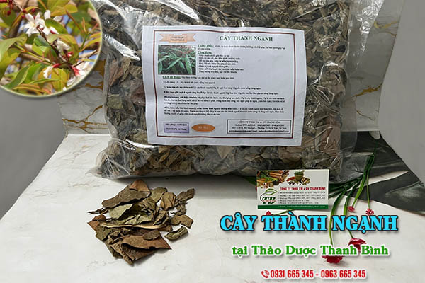 Cây thành ngạnh (đỏ ngọn) Thảo Dược Thanh Bình