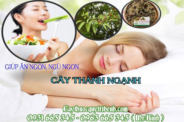Cây thành ngạnh (đỏ ngọn) Thảo Dược Thanh Bình