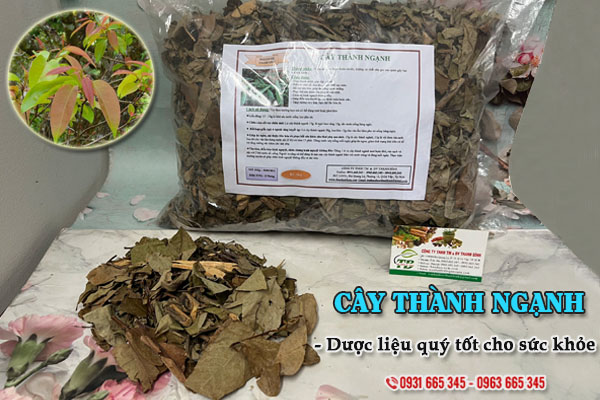 Cây thành ngạnh (đỏ ngọn) Thảo Dược Thanh Bình