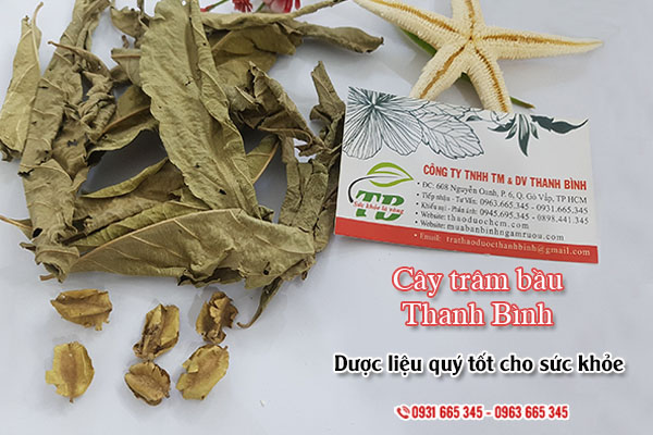 Cây trâm bầu Thảo Dược Thanh Bình