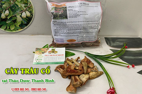 Cây trâu cổ Thảo Dược Thanh Bình