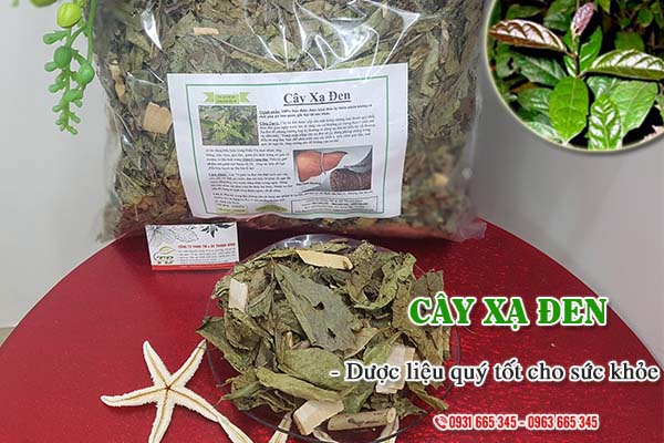 Cây xạ đen Thảo Dược Thanh Bình