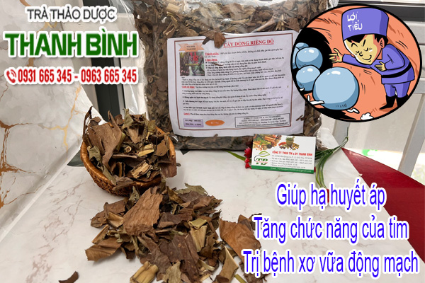 Cây Dong Riềng Đỏ Thảo dược Thanh Bình