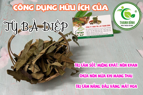 Tỳ Bà Diệp Thảo dược Thanh Bình