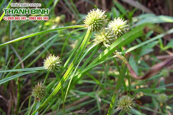 co-bac-dau-kho-thao-duoc-thanh-binh-1