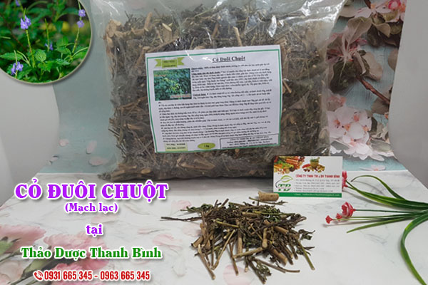 Cỏ đuôi chuột (mạch lạc) Thảo Dược Thanh Bình