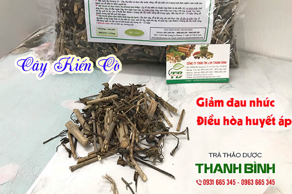 cây kiến cò thảo dược thanh bình