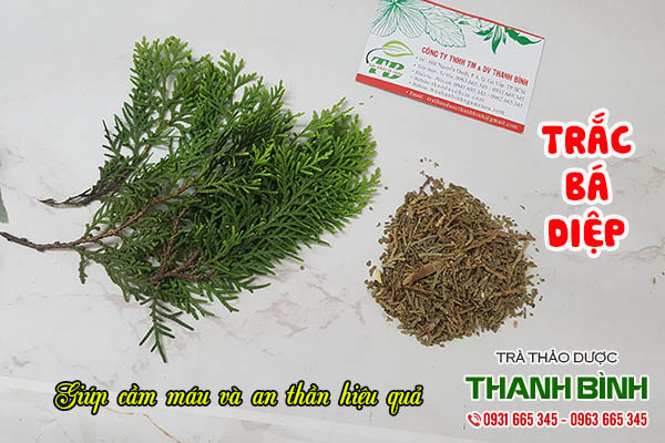 trắc bá diệp thảo dược thanh bình