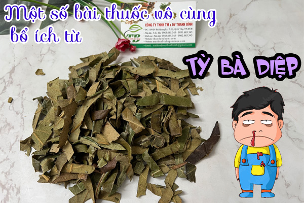 Tỳ Bà Diệp Thảo dược Thanh Bình