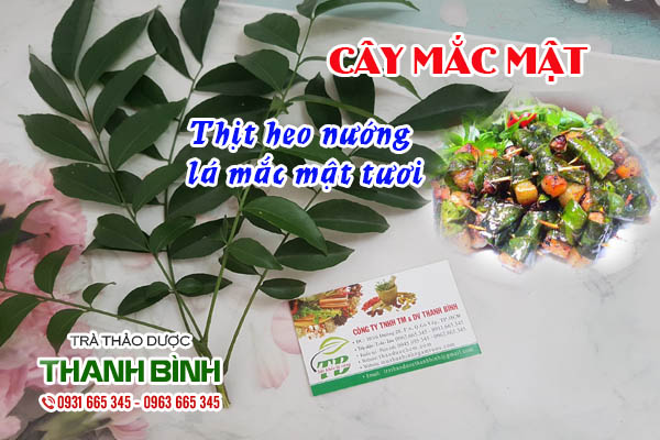 Cây mắc mật Thảo dược Thanh Bình