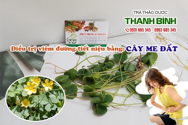 Cây me đất Thảo dược Thanh Bình