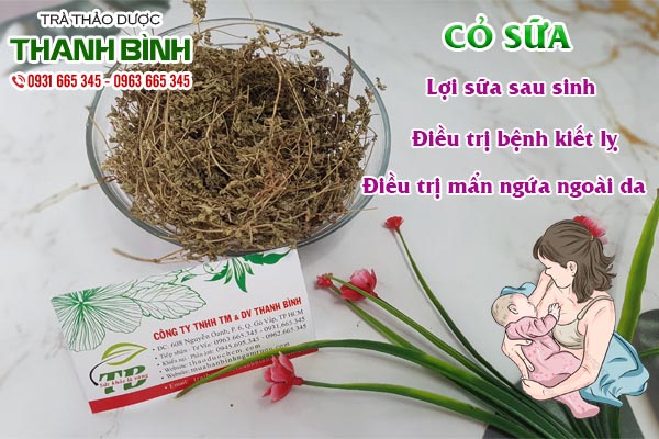 Cây cỏ sữa Thảo dược Thanh Bình
