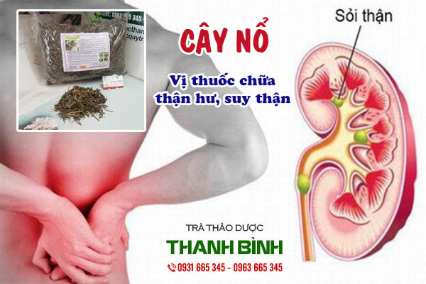 Cây nổ Thảo dược Thanh Bình