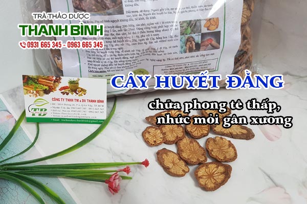 Cây huyết đằng Thảo dược Thanh Bình