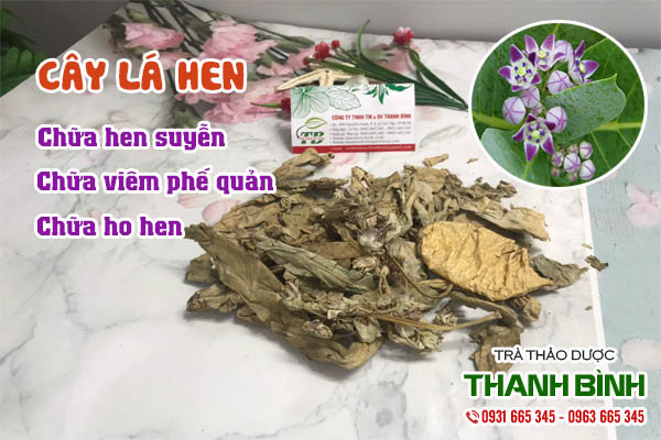 Cây lá hen Thảo dược Thanh Bình