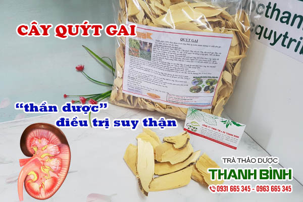 Cây quýt gai Thảo dược Thanh Bình