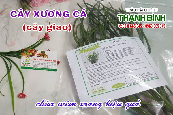 Cây xương cá Thảo dược Thanh Bình