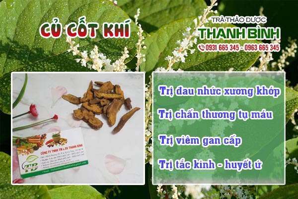 Củ cốt khí Thảo dược Thanh Bình