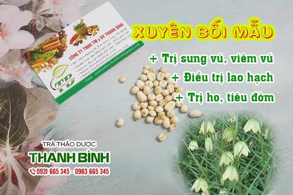 Xuyên bối mẫu Thảo dược Thanh Bình