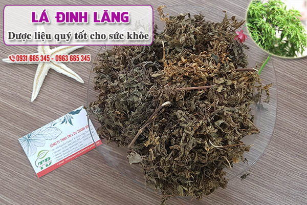 Lá đinh lăng Thảo Dược Thanh Bình