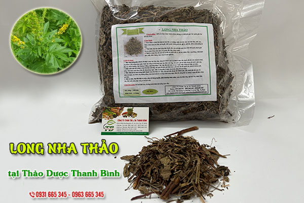 Long nha thảo Thảo Dược Thanh Bình
