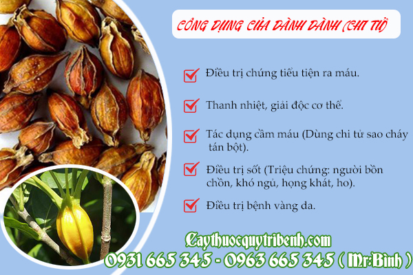 dành dành (chi tử)