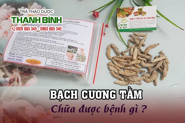 Bạch cương tằm Thanh Bình