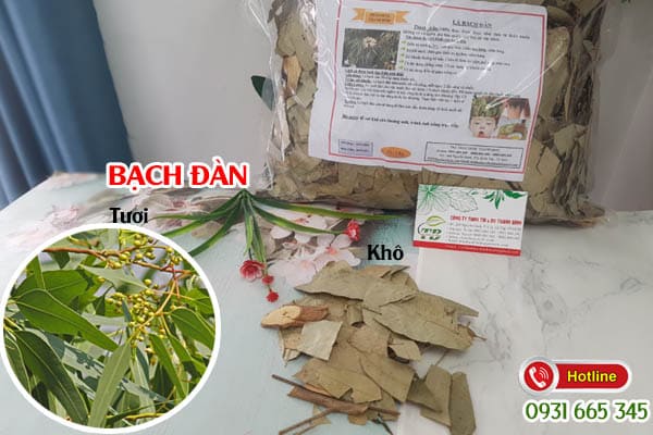bạch đàn thảo dược thanh bình