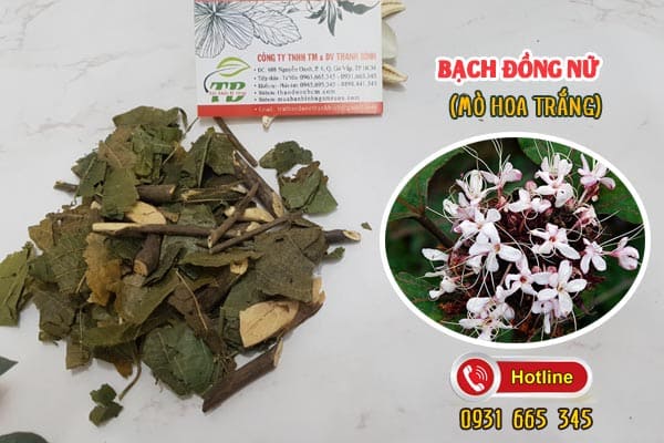 bạch đồng nữ Thảo Dươc Thanh Bình