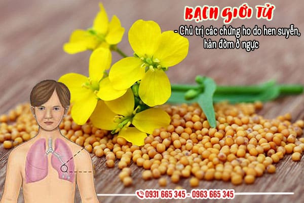 bạch giới tử thảo dược thanh bình