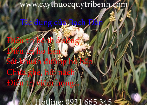 mua-ban-bach-dan-o-dau-tai-tp-hcm-uy-tin