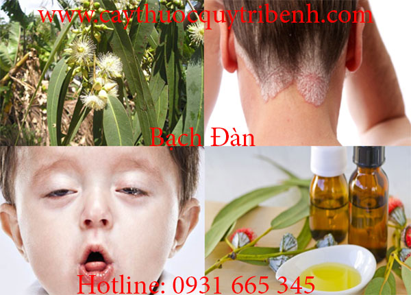 mua-ban-bach-dan-o-dau-tai-tp-hcm