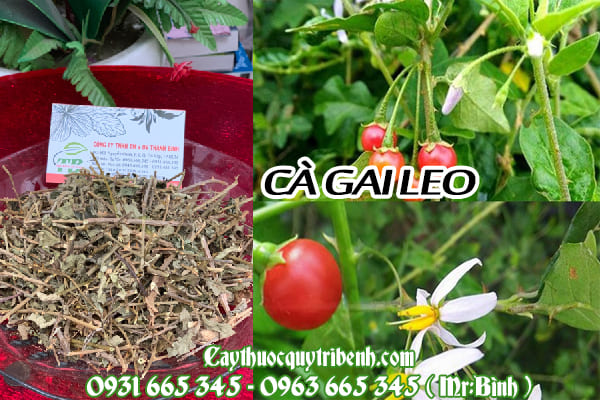 cà gai leo thảo dược thanh bình