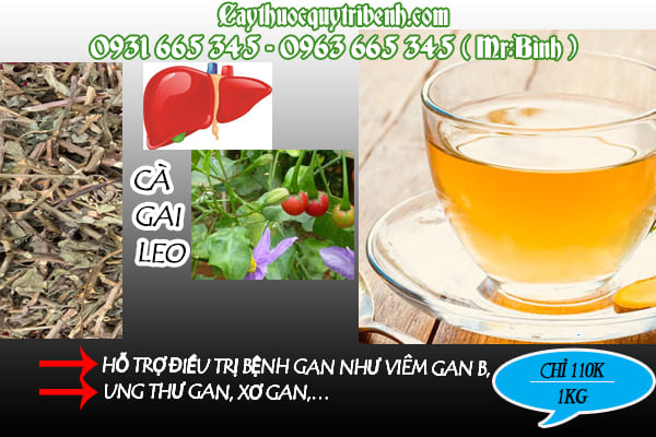 cà gai leo thảo dược thanh bình