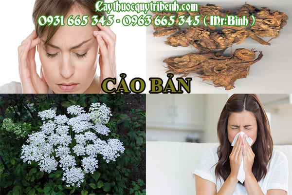 Cảo bản