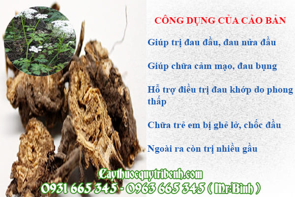 Cảo bản