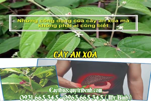 cây an xoa thanh bình