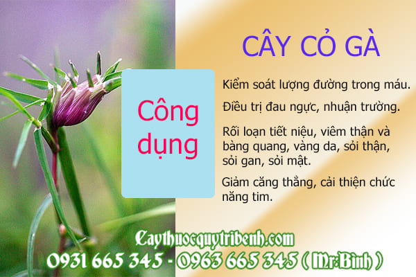 cây cỏ gà