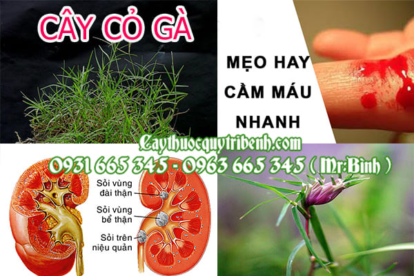 cây cỏ gà