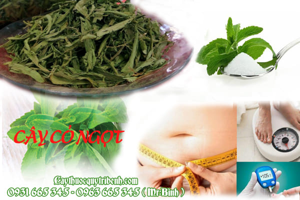 cây cỏ ngọt thảo dược thanh bình