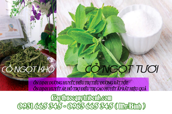 cây cỏ ngọt thảo dược thanh bình