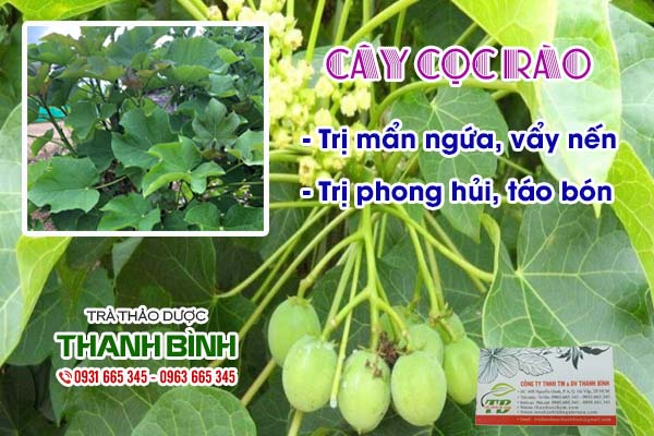 cây cọc rào Thảo dược Thanh Bình